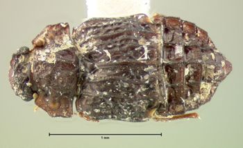 Media type: image;   Entomology 6619 Aspect: habitus dorsal view
